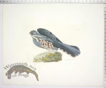 Ash Colored Harrier, Male
